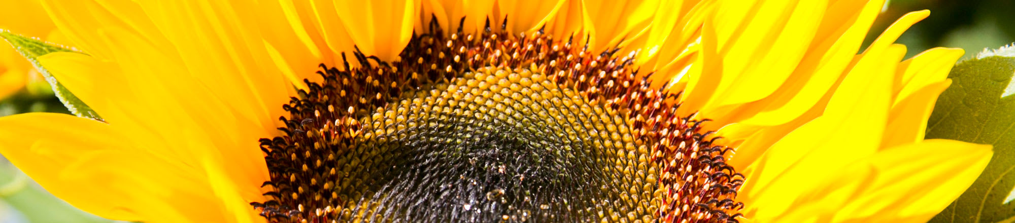 Sonnenblumen – göttlich und schön