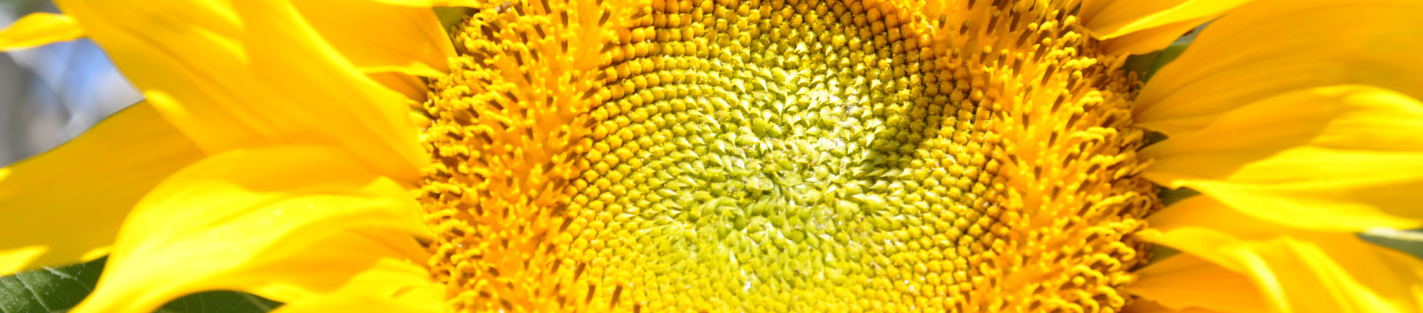 Wissenswertes über Sonnenblumen im Topf