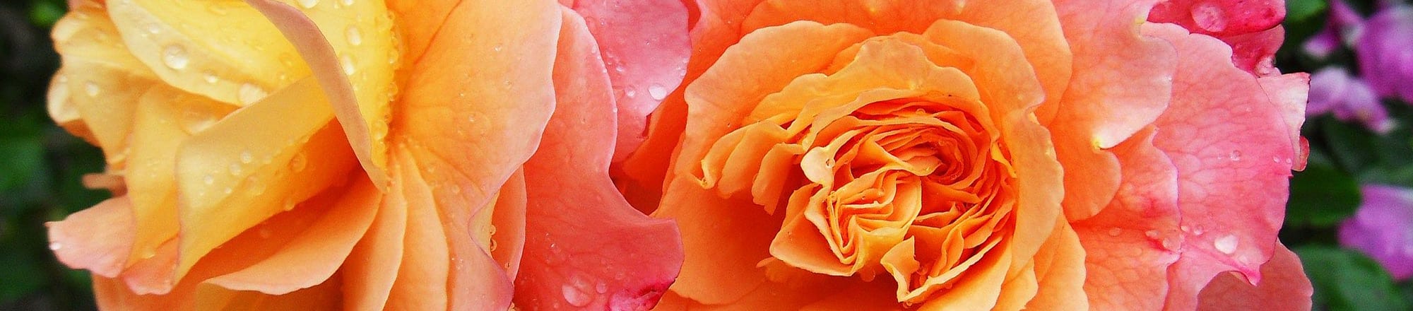 Rosen für Parfüms und Kosmetika
