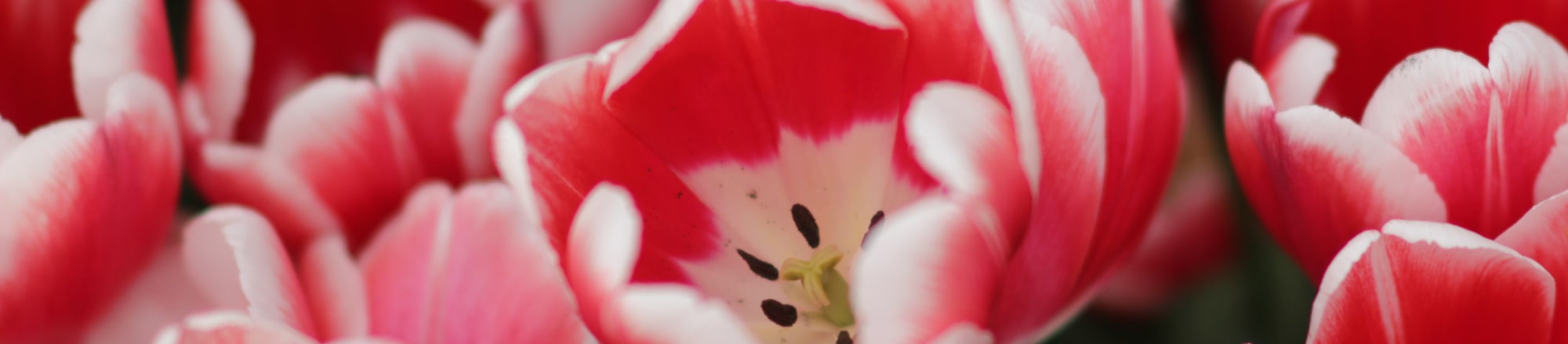 Des pucerons ont «créé» la tulipe la plus chère de tous les temps